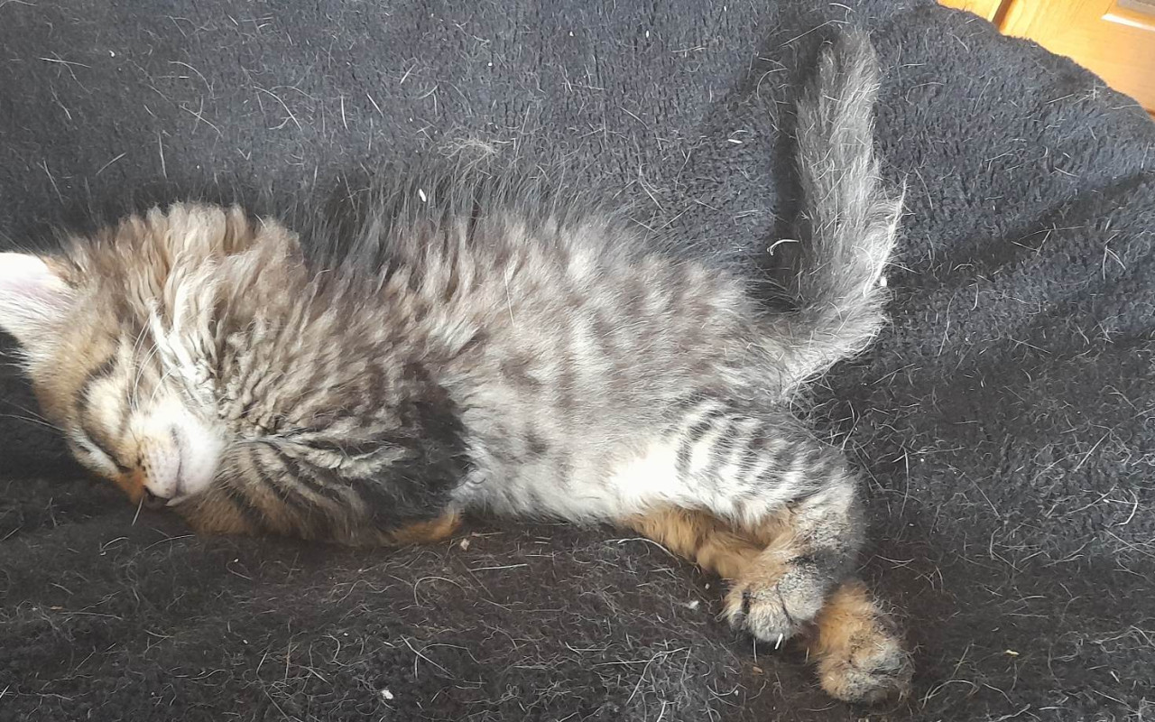Dali jste šanci Pipískovi