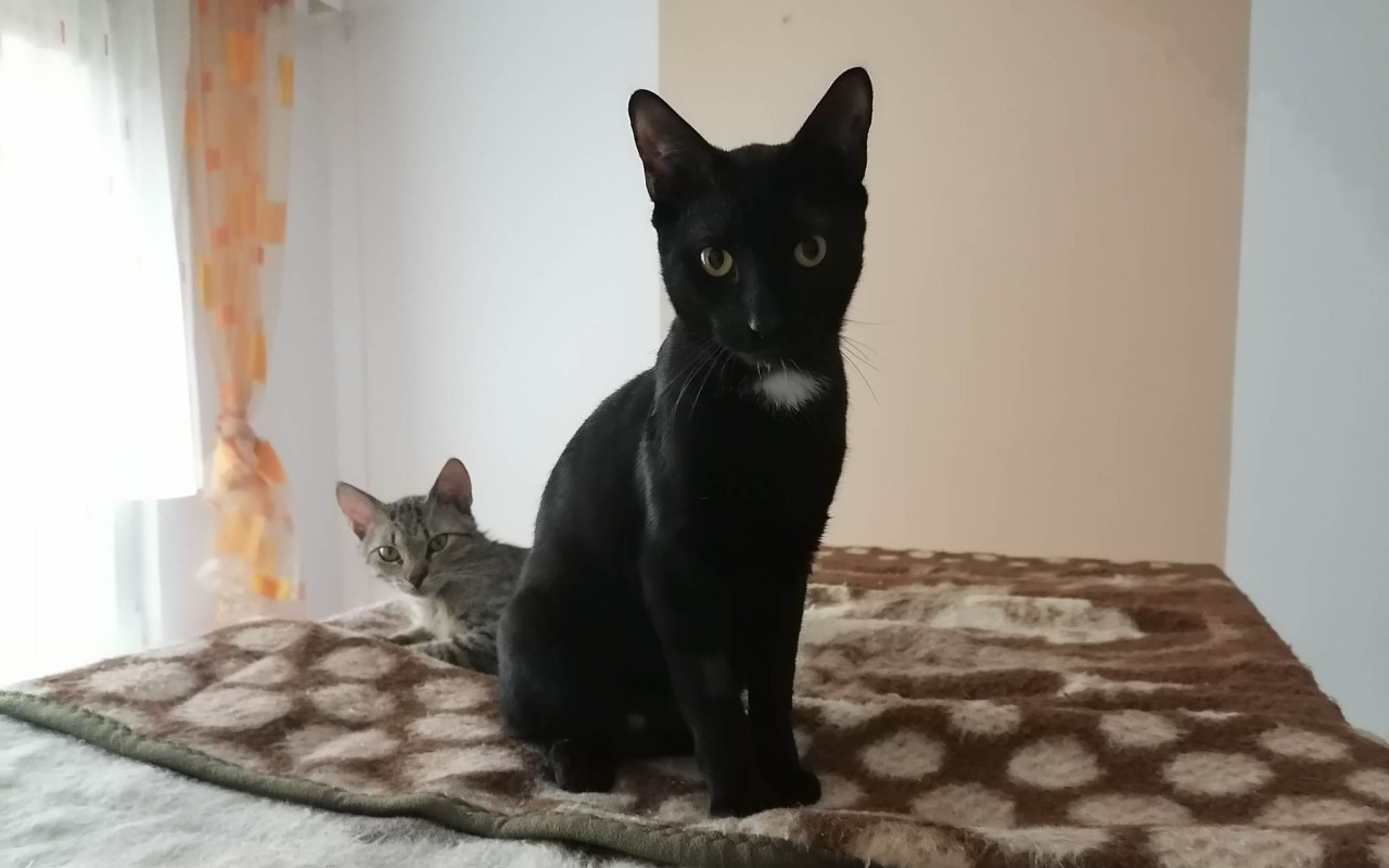 Pomohli jste koťátkům k lepšímu životu