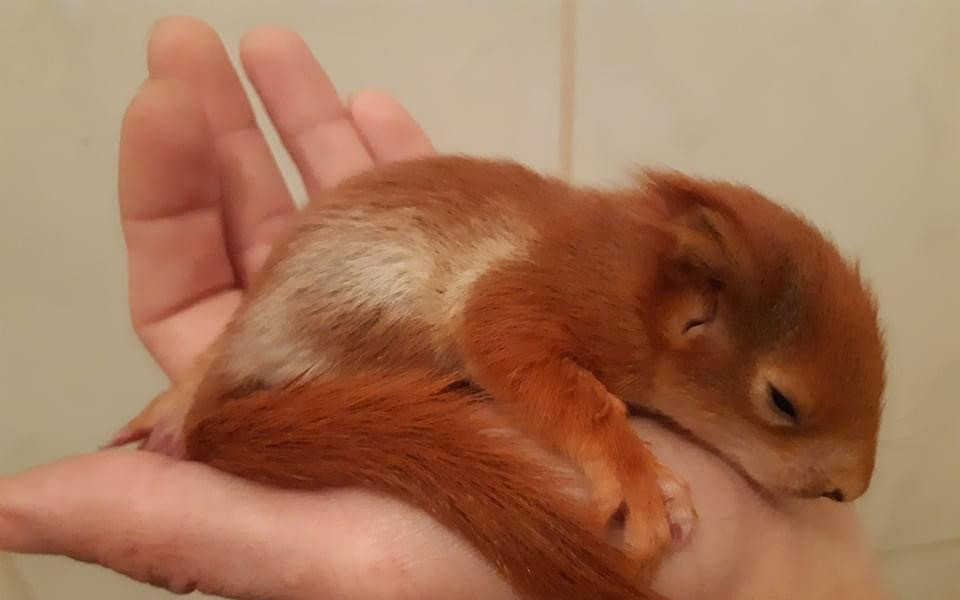 Přišli jsme o výjezdové vozidlo, pomozte nám dále zachraňovat zvířata!