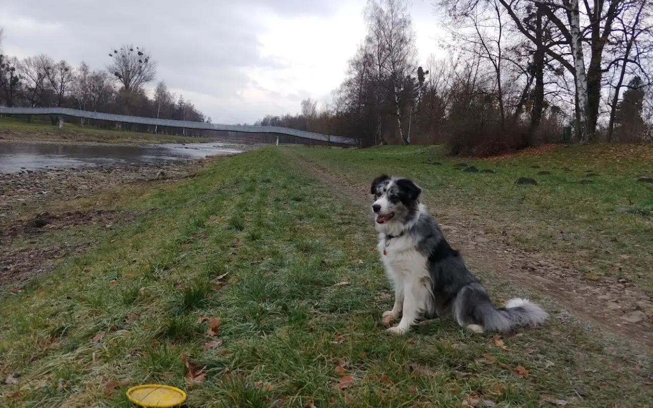 Podpořili jste veterinární péči a dietu pro Dixinku