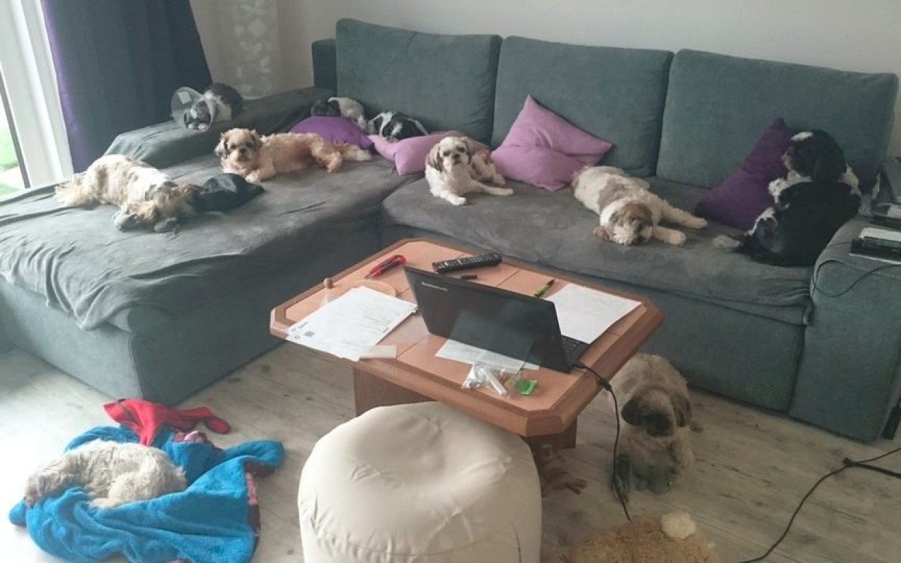 Aby mohly zachraňovat dál - pomohli jste přispět na auto pro spolek Shih-tzu v nouzi