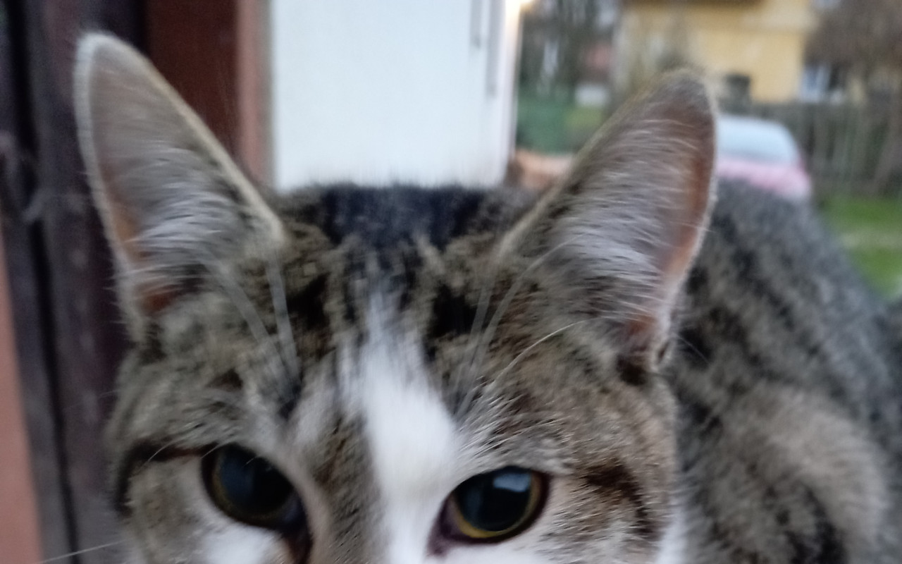 Podpořili jste kočičky se spolku Život zvířete