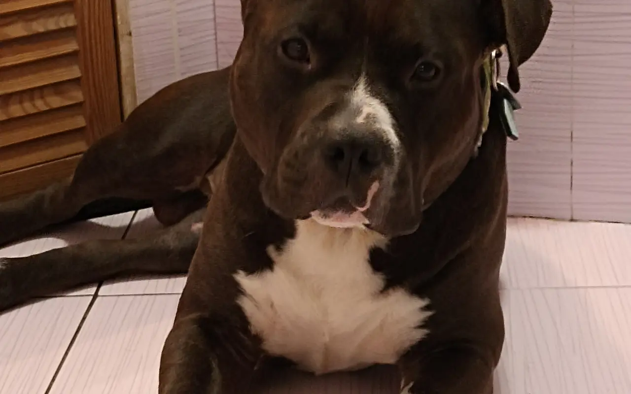 Pomozte Rockymu na nohy