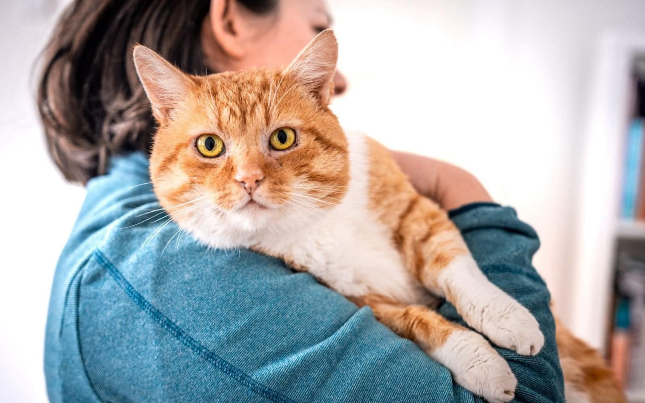 Vše pro kočičky 🐈 - Dočasky De De
