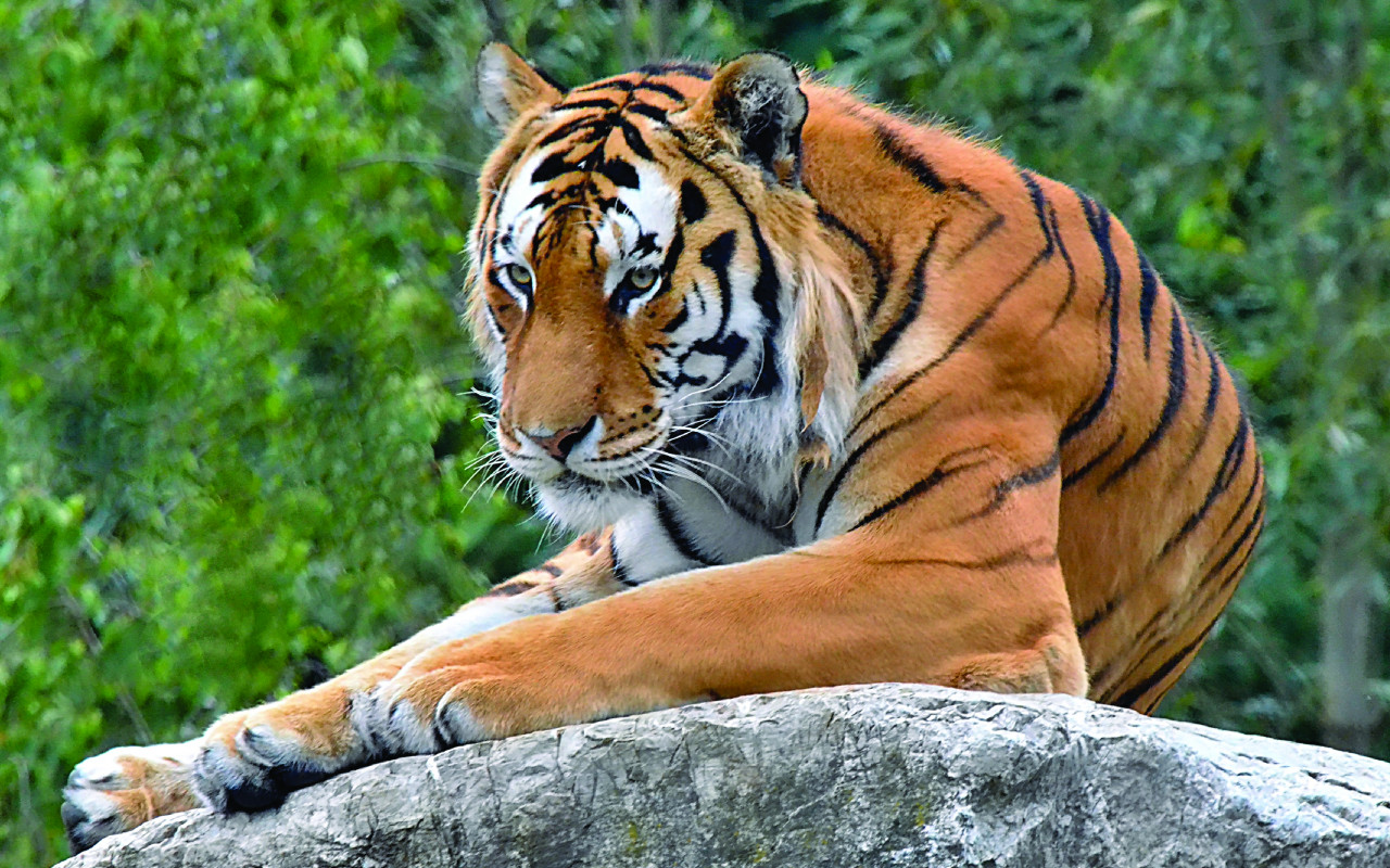 Podpořili jste zvířata ze Zoo Hodonín