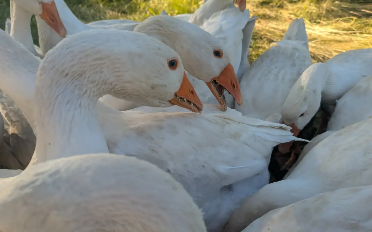 Pidifarma z lesa - společně budujeme bezpečné místo pro zvířata bez klecí