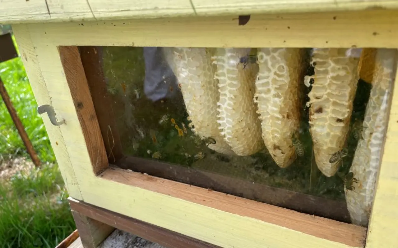 Noc v náruči včel: Postavme Apidomek pro váš dokonalý relax 🐝✨
