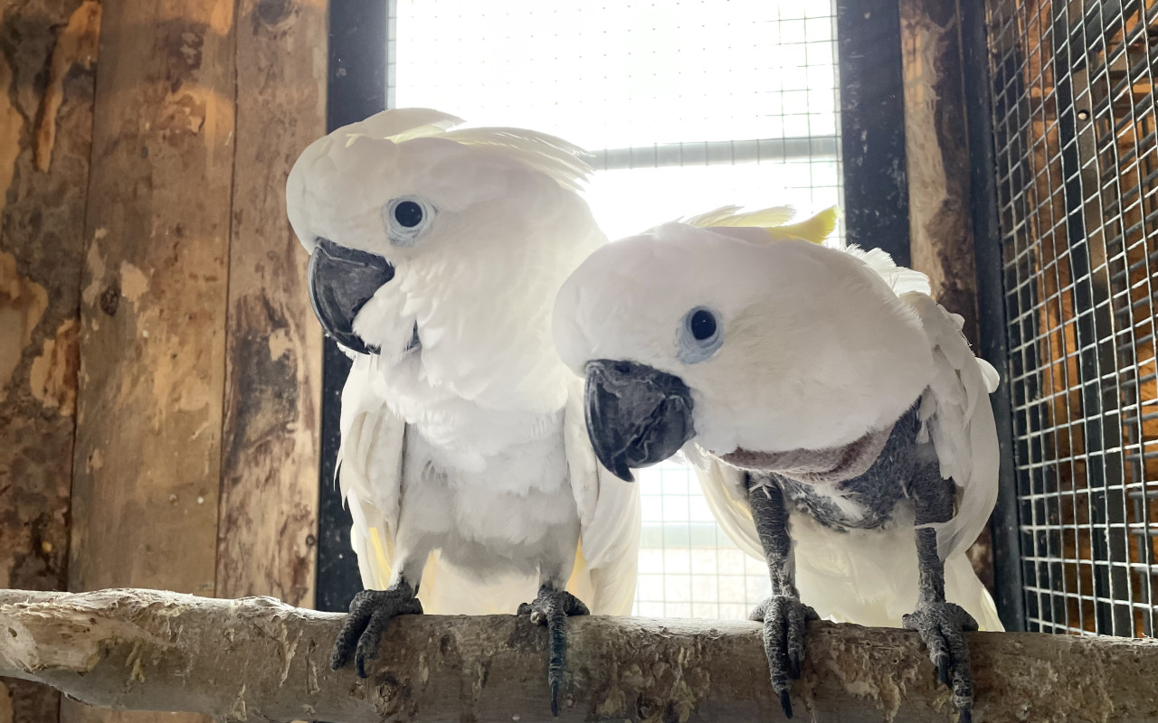 Stavba pavilonu pro papoušky v nouzi