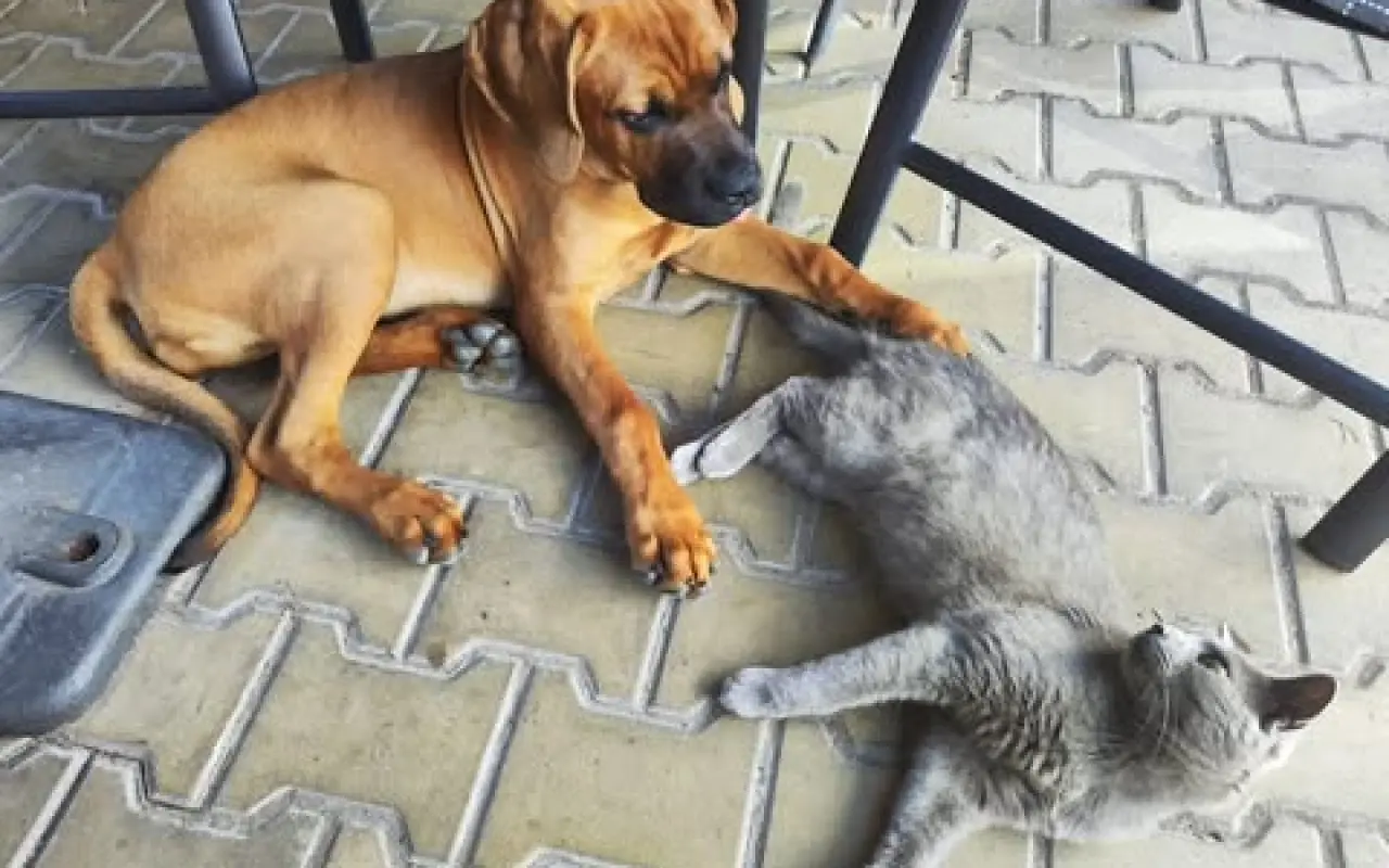 Operaci kyčlí pro Shiru