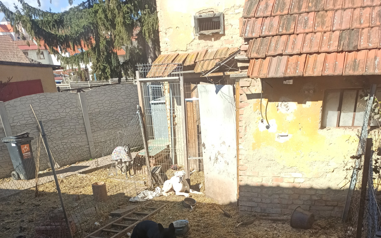 Druhá šance pejskům