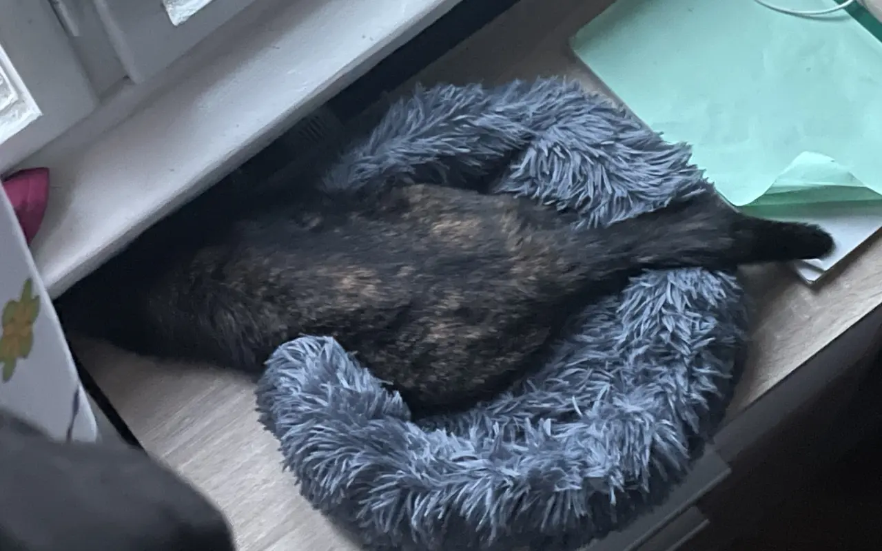 Pomohli jste kočičce Aye k životu bez bolesti
