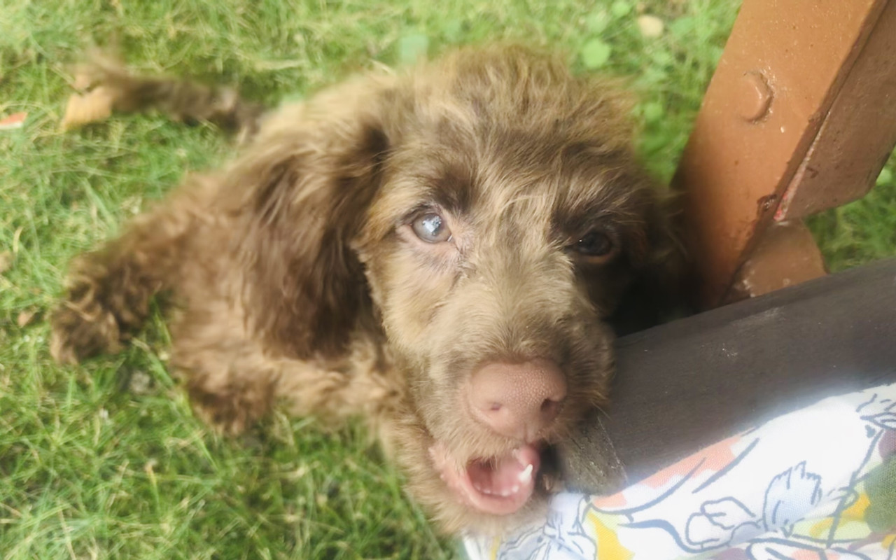Pomohli jste přispět na veterinární péči pro Jamieho