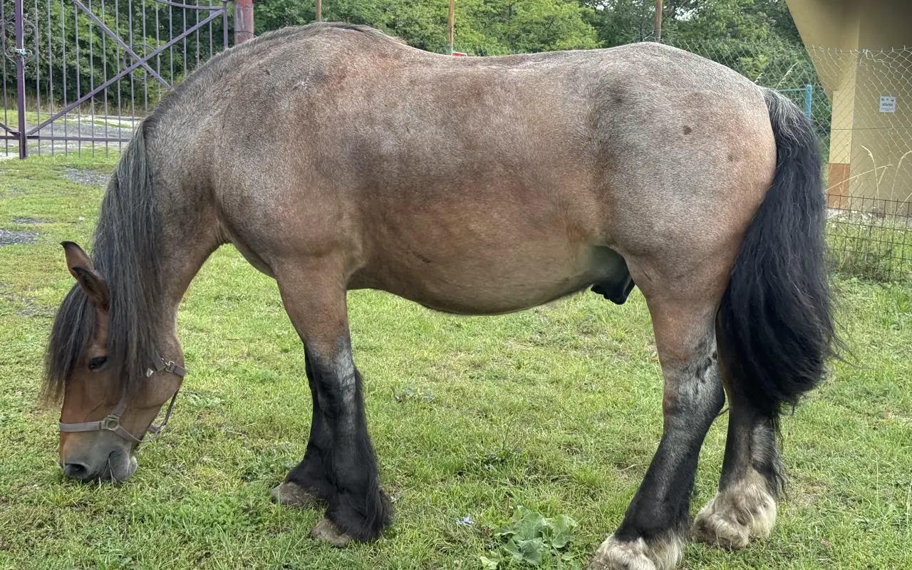 Most mezi světy – koně, děti a radost, která léčí