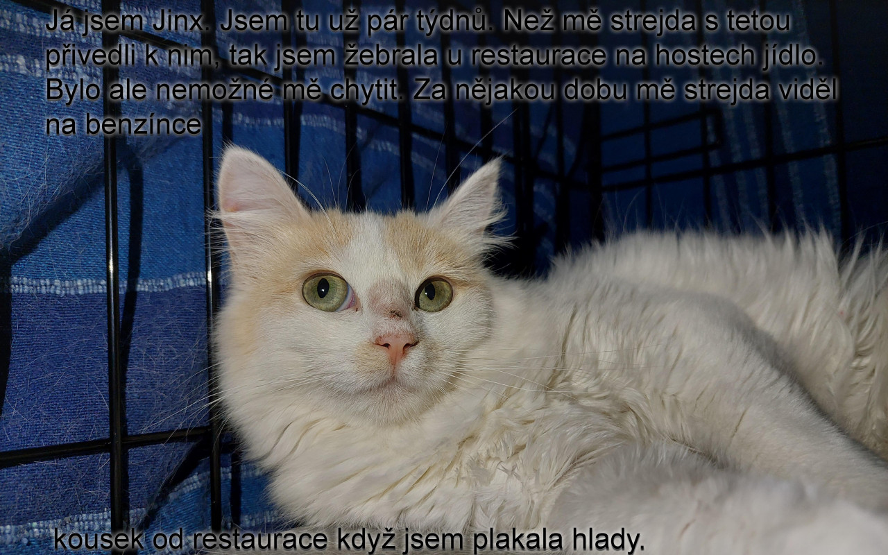 Složili jste se na opravu kočičího domova po bouři