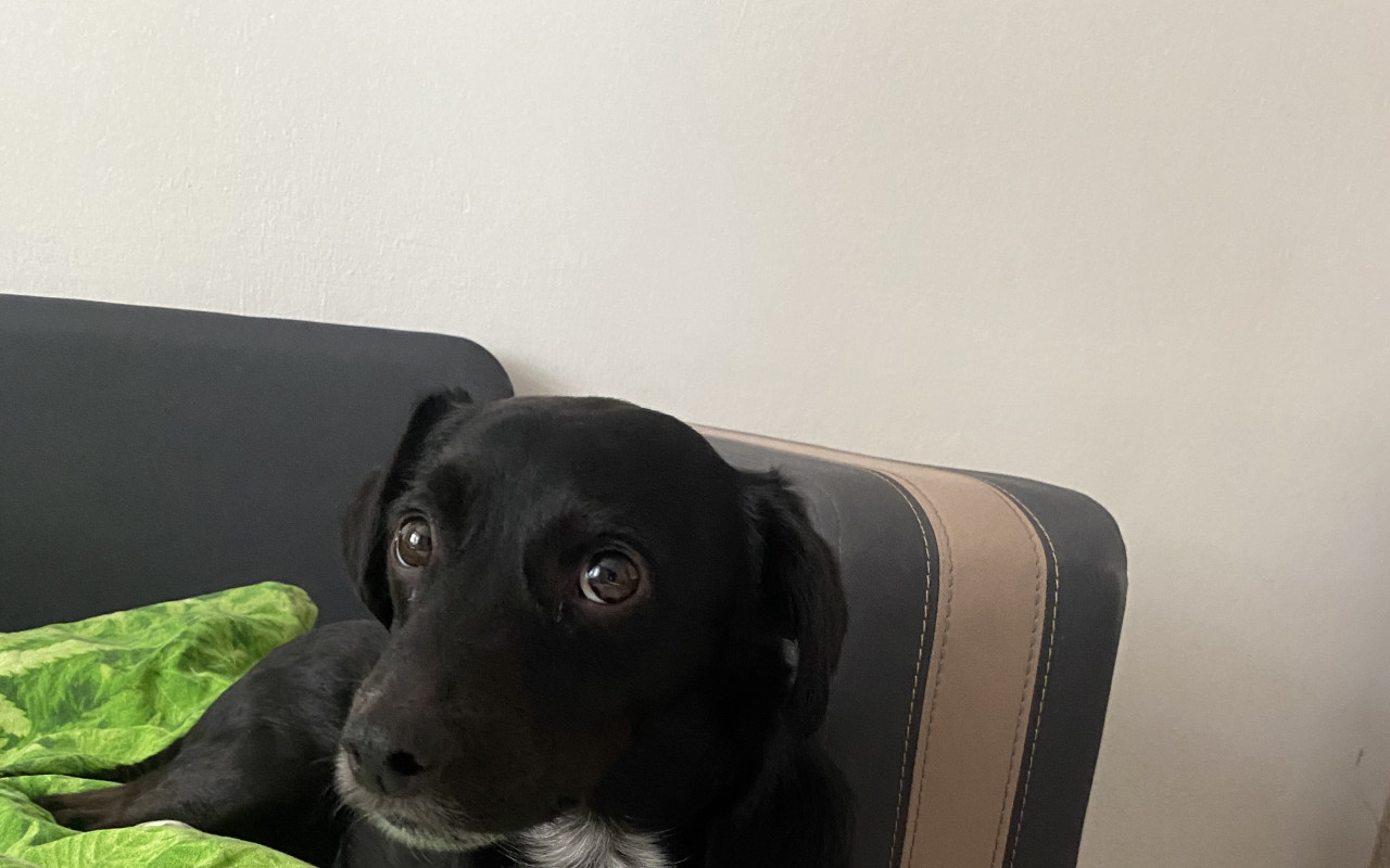 Pomohli jste Bobíkovi