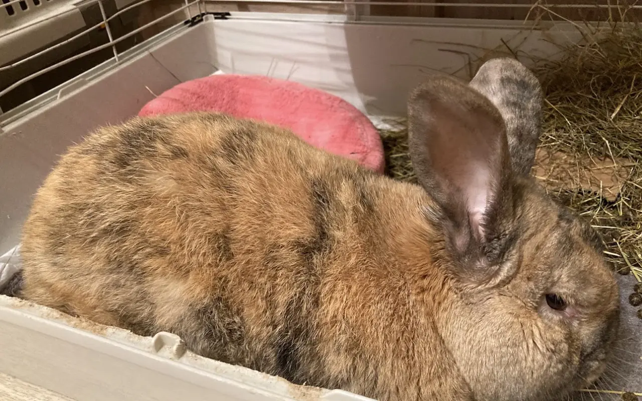 Pomohli jste morčátkům k vysněnému domovu – výběh a kastrace pro ušaté zachráněnce!