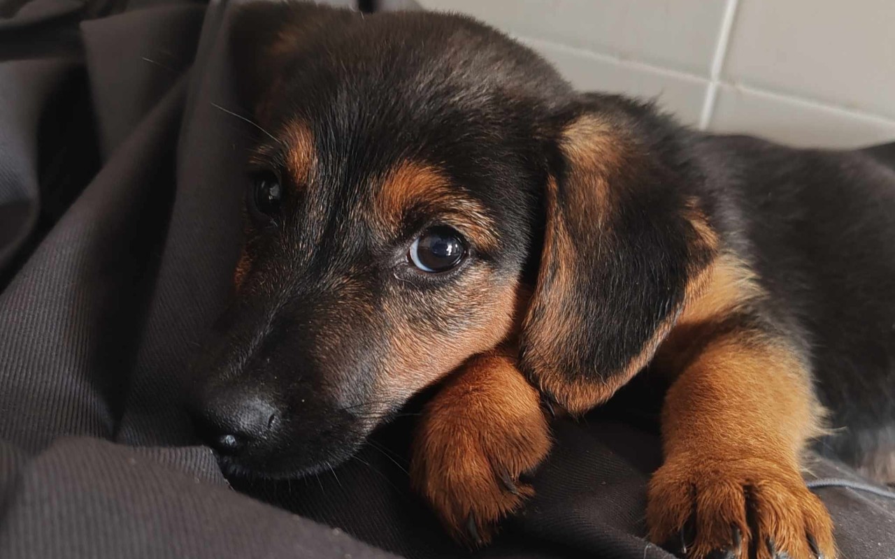 Podpořili jste FARMU HAPPY, aby mohla dále pomáhat