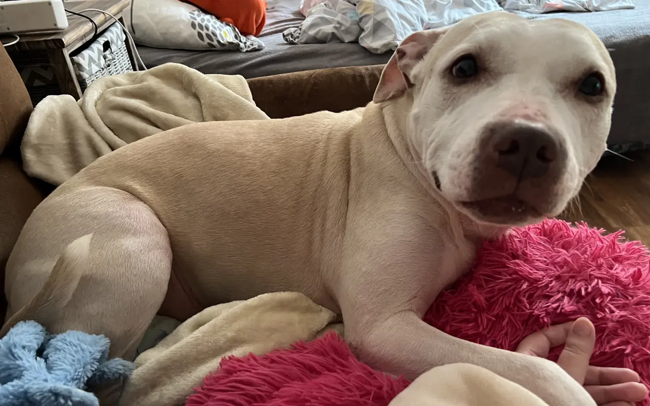 Pomoc pro Emilku – péče a vyšetření u veterináře