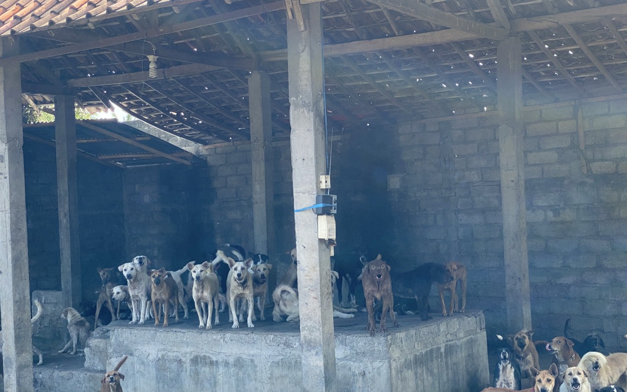 Pomohli jste pejskům, aby neskončili zpět na ulici