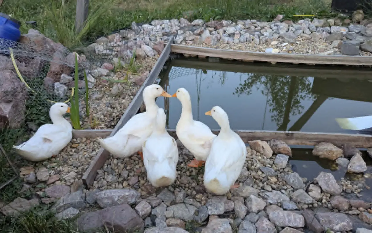 Pidifarma z lesa - společně budujeme bezpečné místo pro zvířata bez klecí
