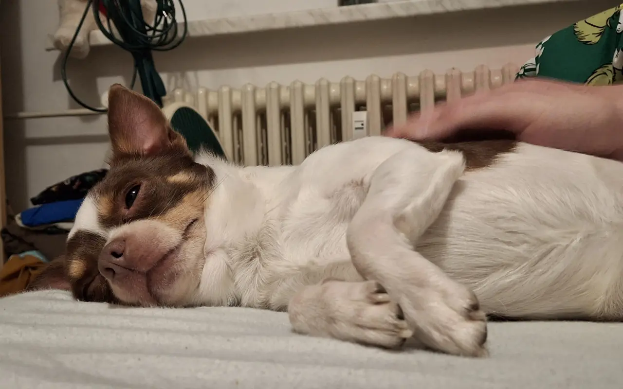 Pomohli jste Bobbymu k bezbolestnému pohybu