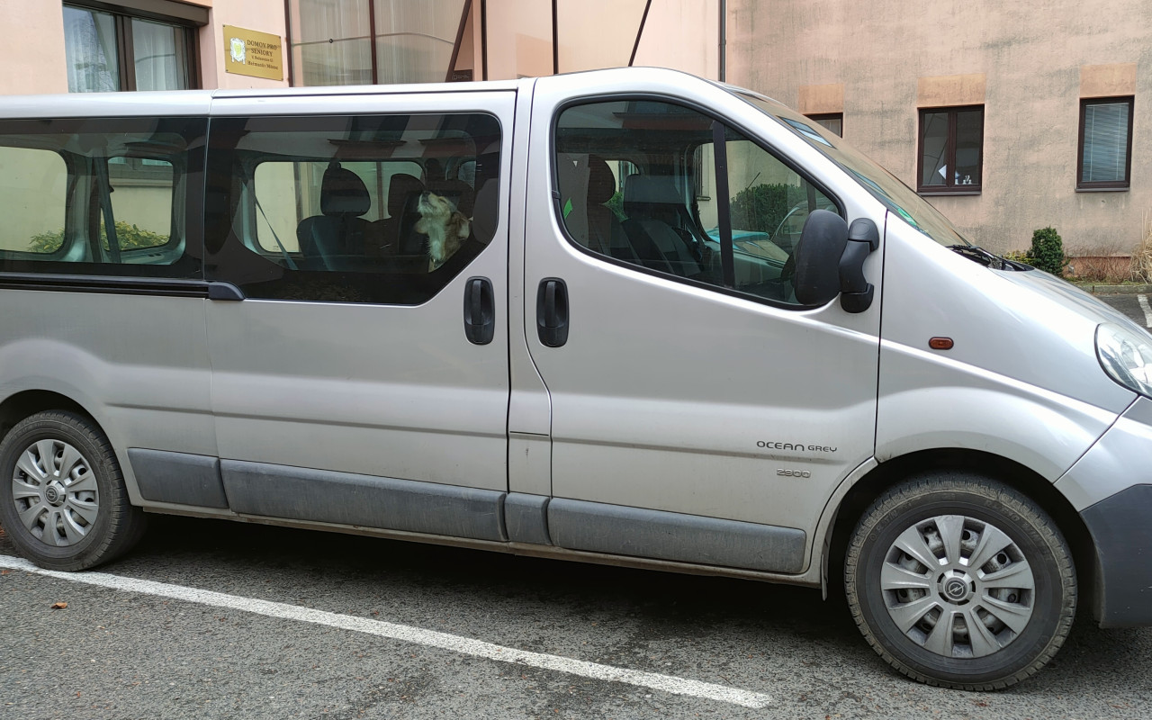 Auto plné zvířecí lásky a radosti