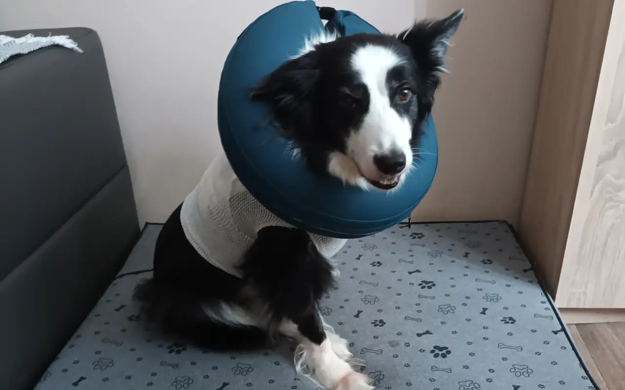 Pomozte Lucy prodloužit život