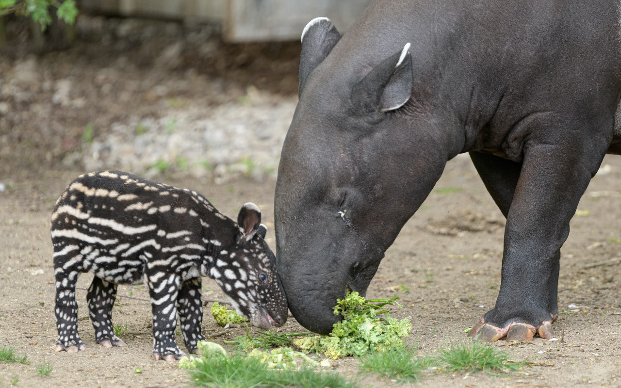 Podpořte tapírka Morse, který se narodil v Zoo Praha