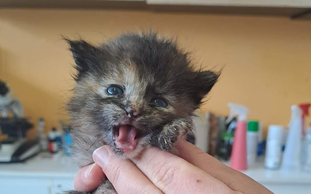 Pomohli jste opuštěným koťátkům