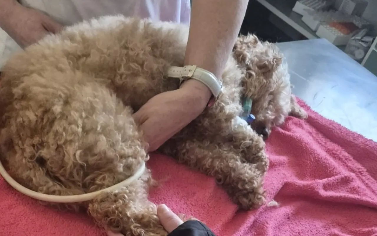 Pomoc s náklady na léčbu a rehabilitaci pro Aishu