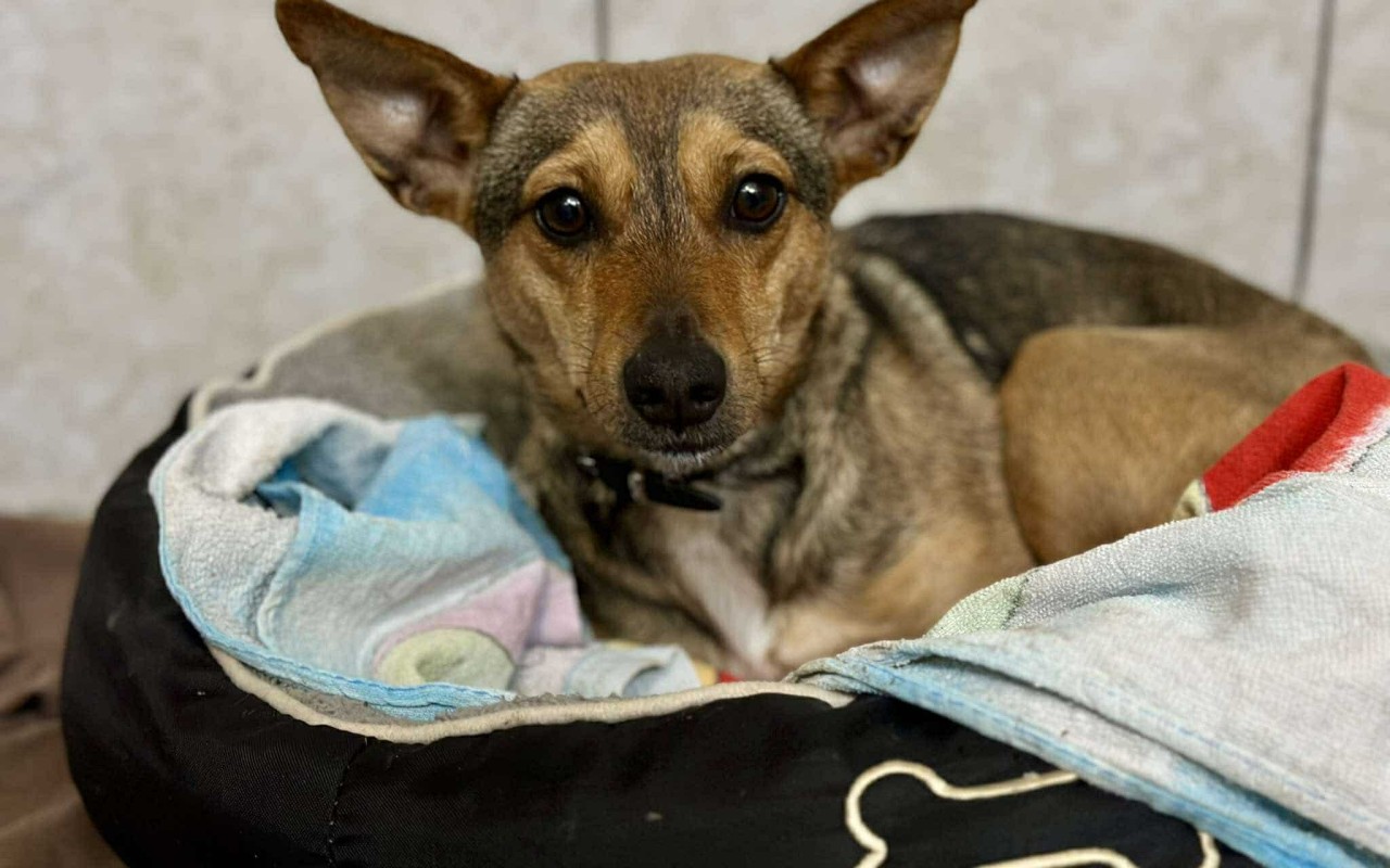 Pomohli jste týraným psům a kočkám zaplatit veterinární péči