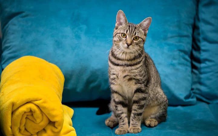 Vše pro kočičky 🐈 - Dočasky De De