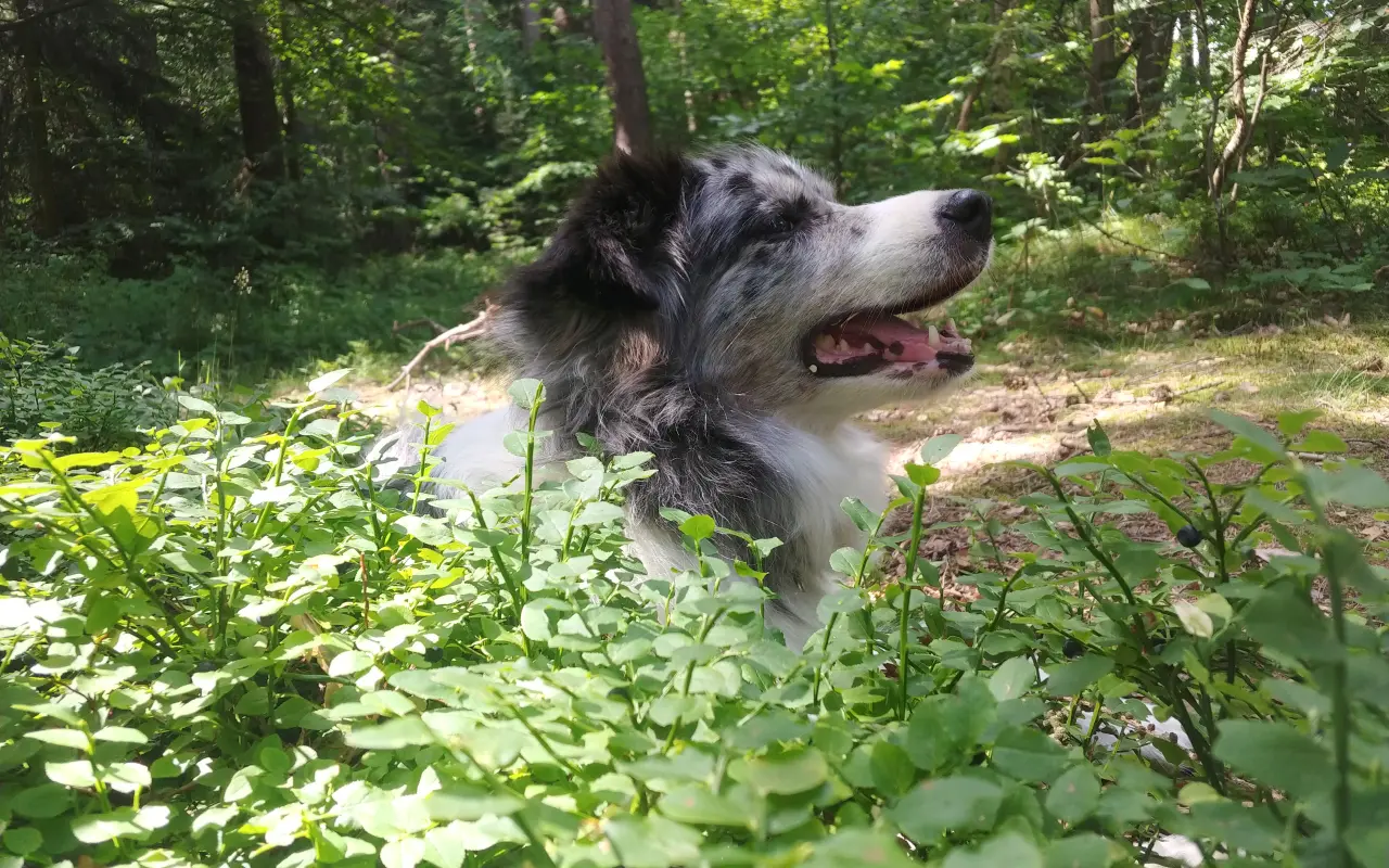 Podpořili jste veterinární péči a dietu pro Dixinku
