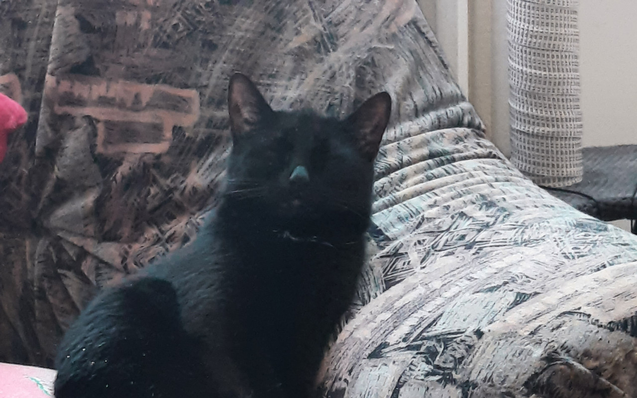 Pomohli jste s léčbou nemocné kočičky Čertíka