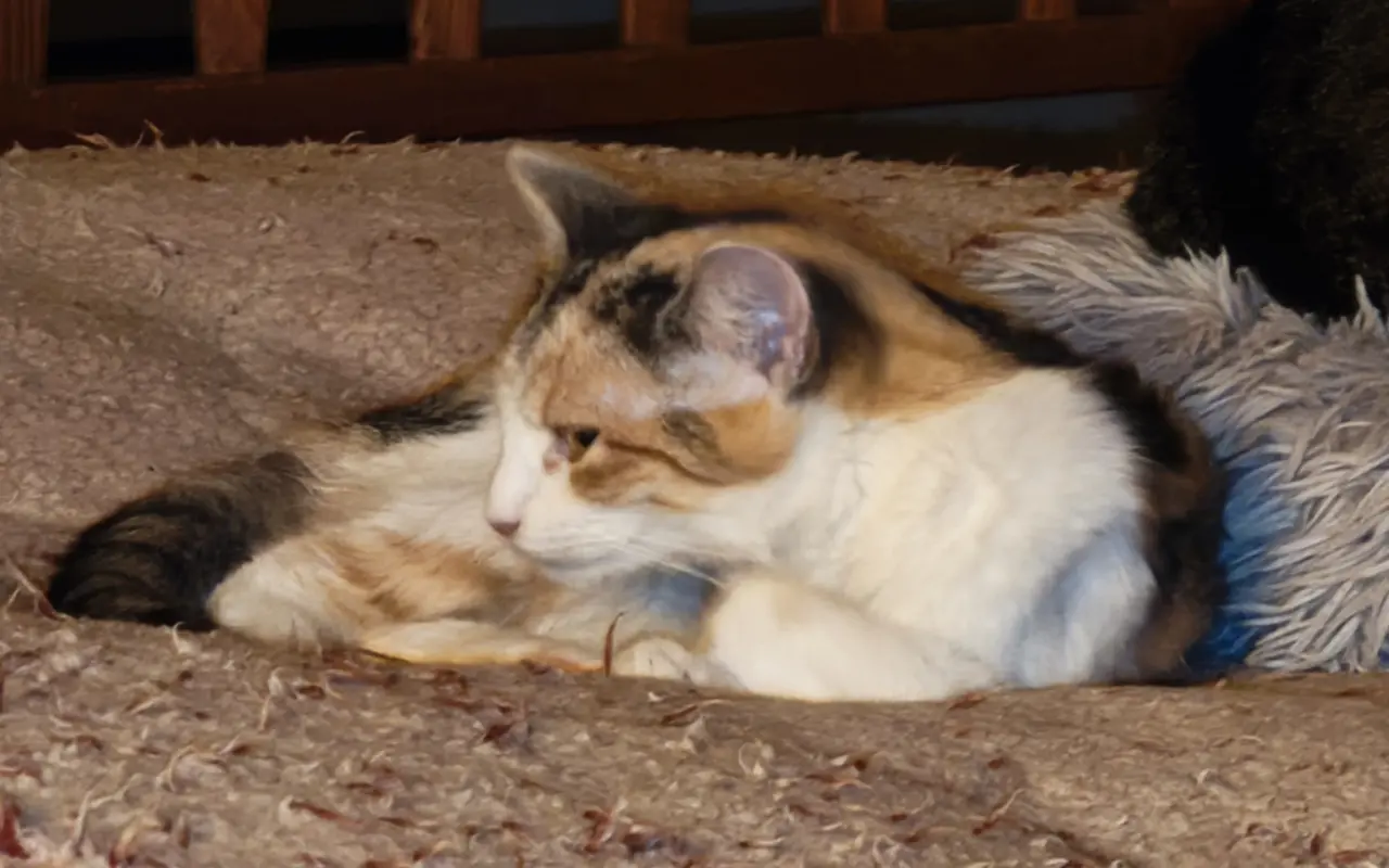 Pomohli jste Katce a jejím kočičkám