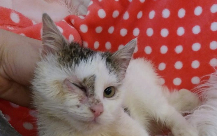 Přispějte na veterinární péči pro opuštěná zvířátka
