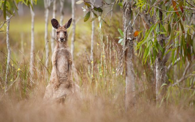 Jedinečný zážitek s Cirk La Putyka za pomoc Australii