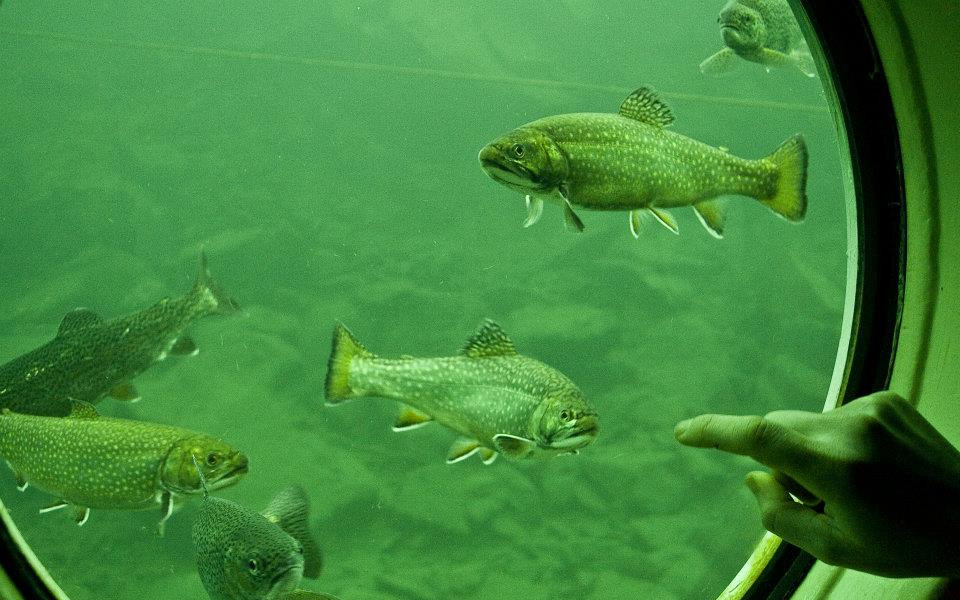 Zachránili jste unikátní podvodní pozorovatelnu v Lomečku