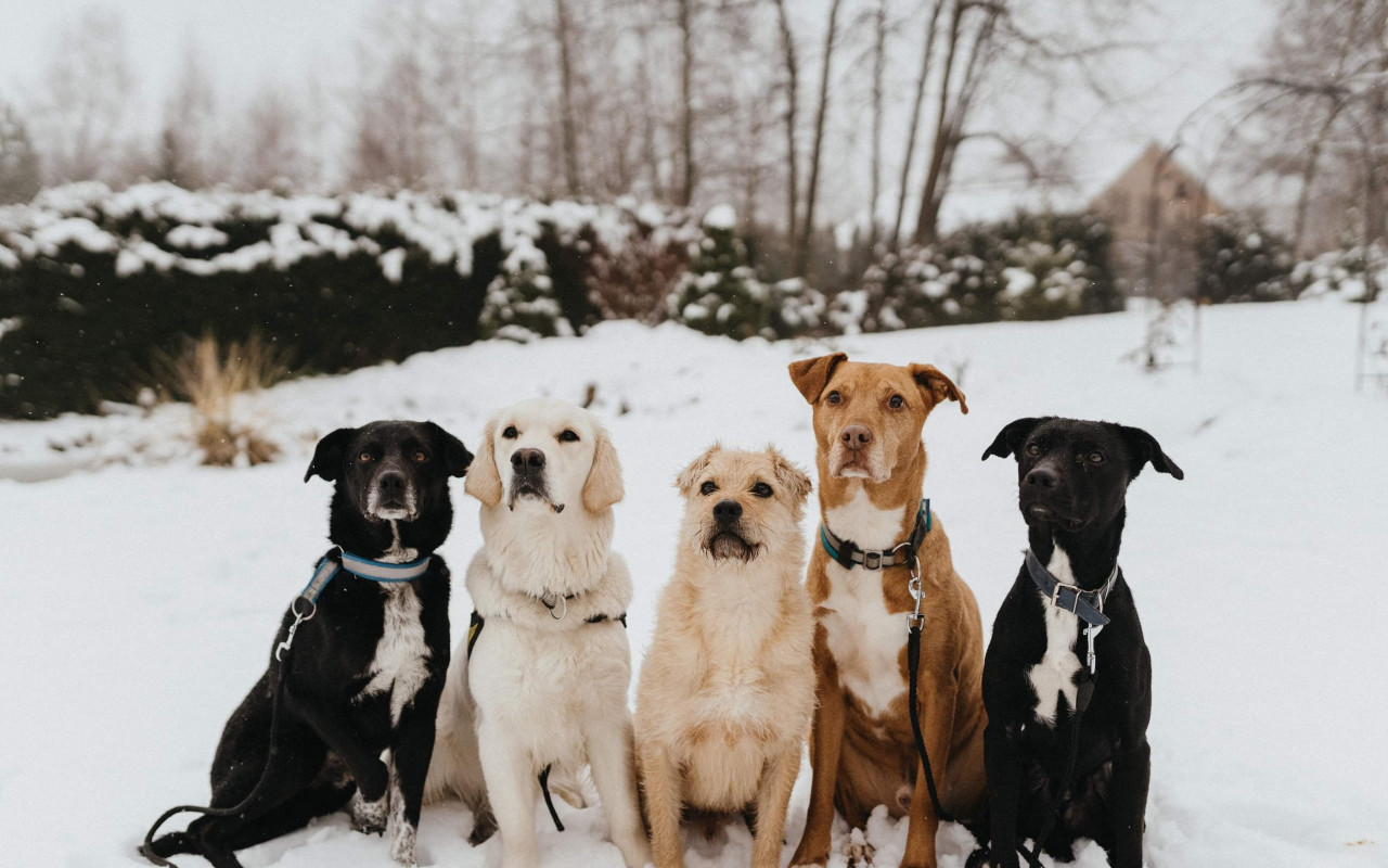 Bezpečná cesta autem pro pejsky z Doggoland z.s.