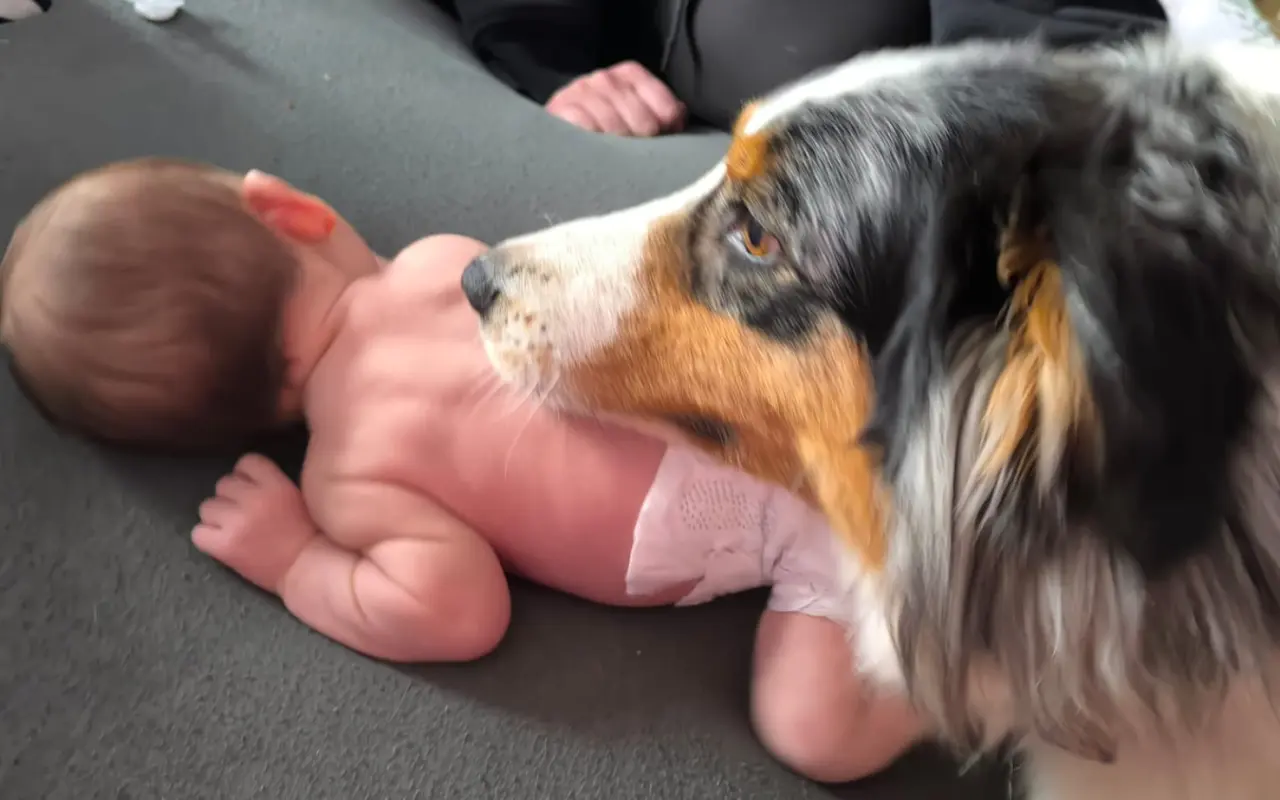 Pomohli jste zachovat Dvůr poslední šance