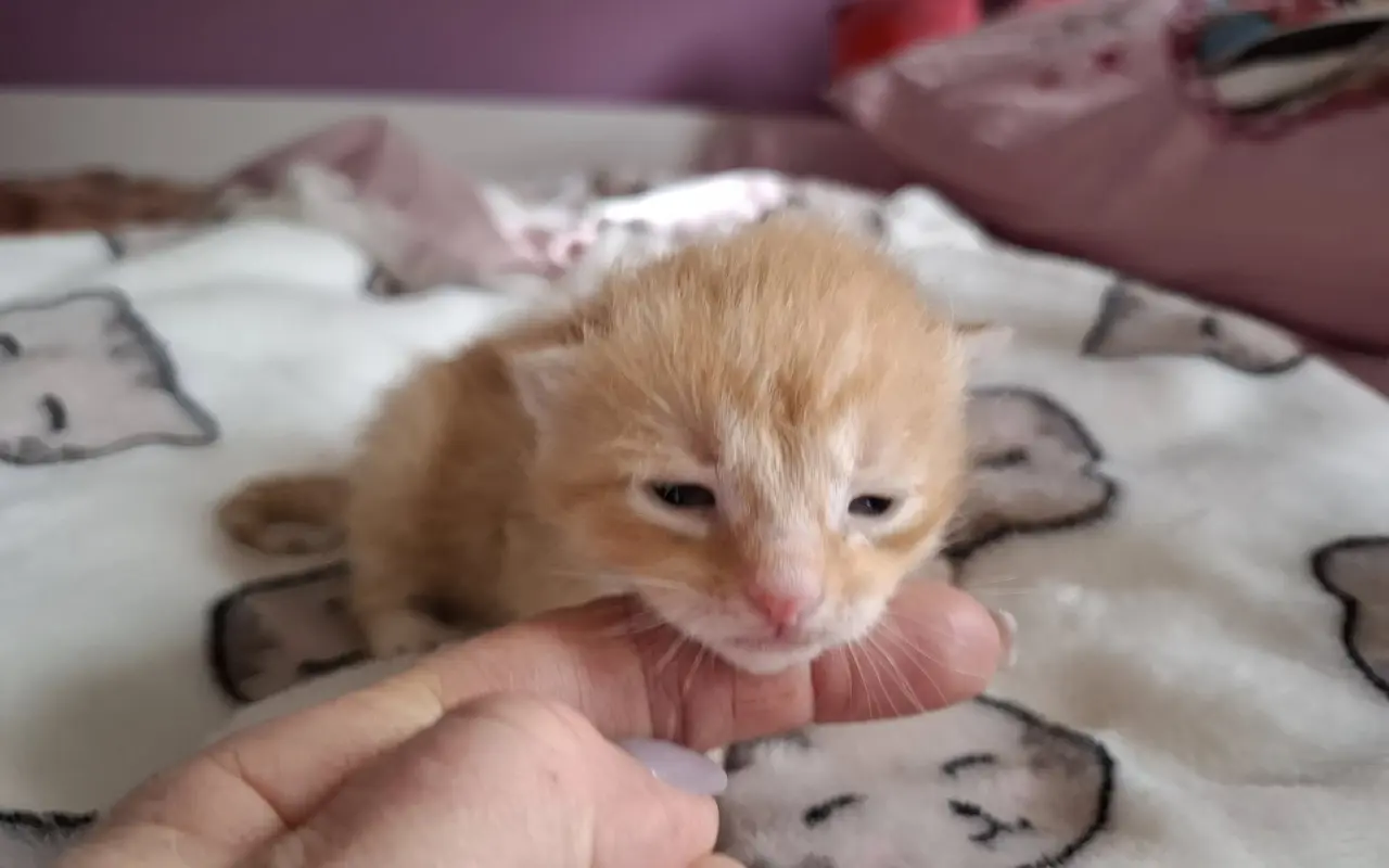 Pomohli jste kočkám u Katky
