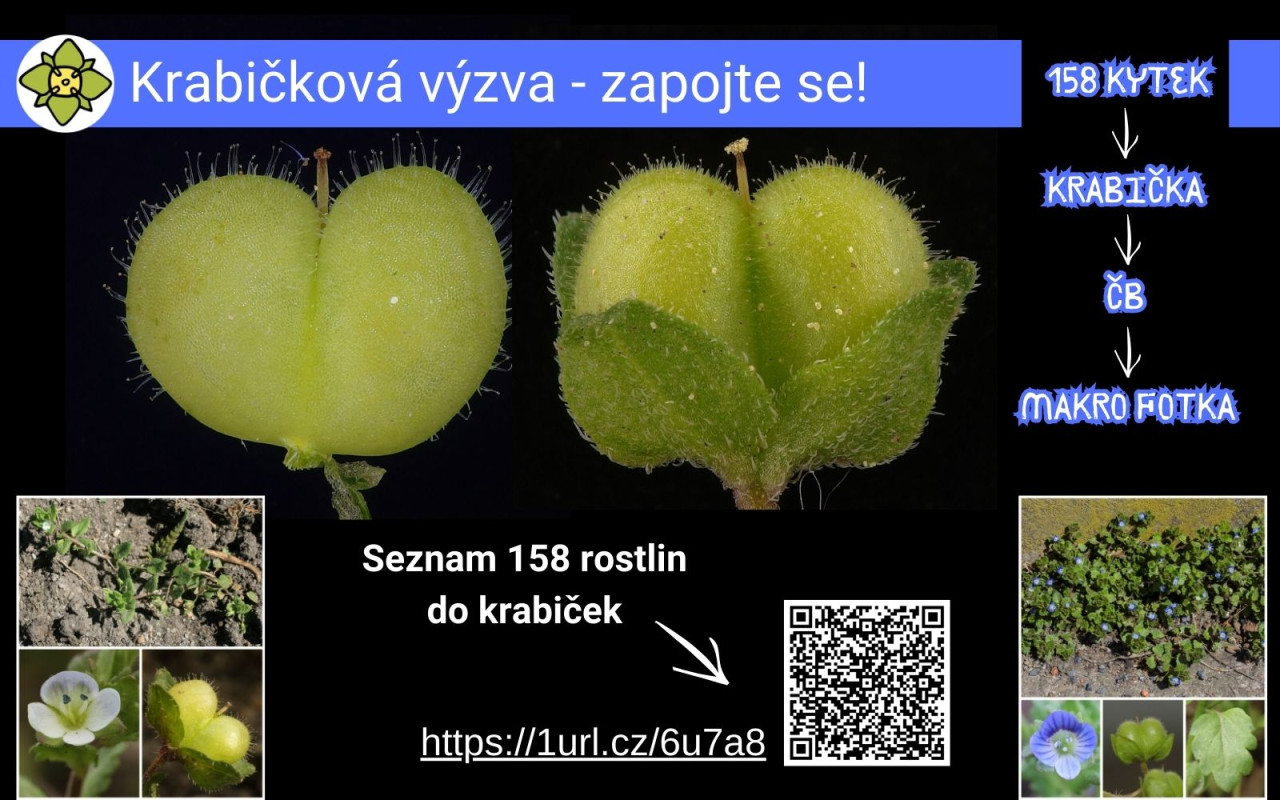 Fotografie všech českých rostlin v jedné KNIZE? Pojďme to dotáhnout!