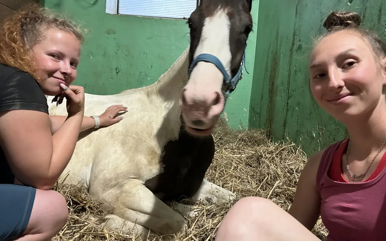 Záchrana zraku dvouletého koně Merlina