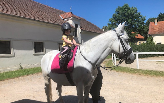 Operace a náklady na léčbu koníka Romea