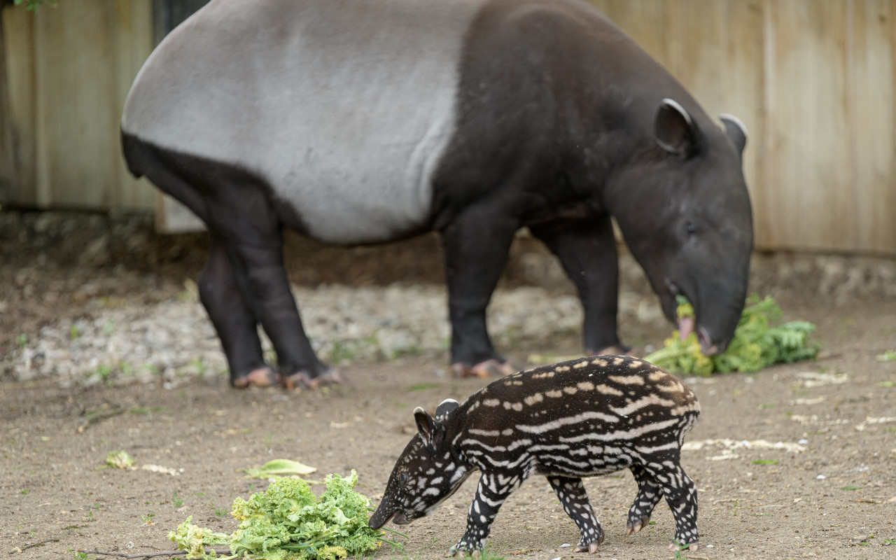 Podpořte tapírka Morse, který se narodil v Zoo Praha