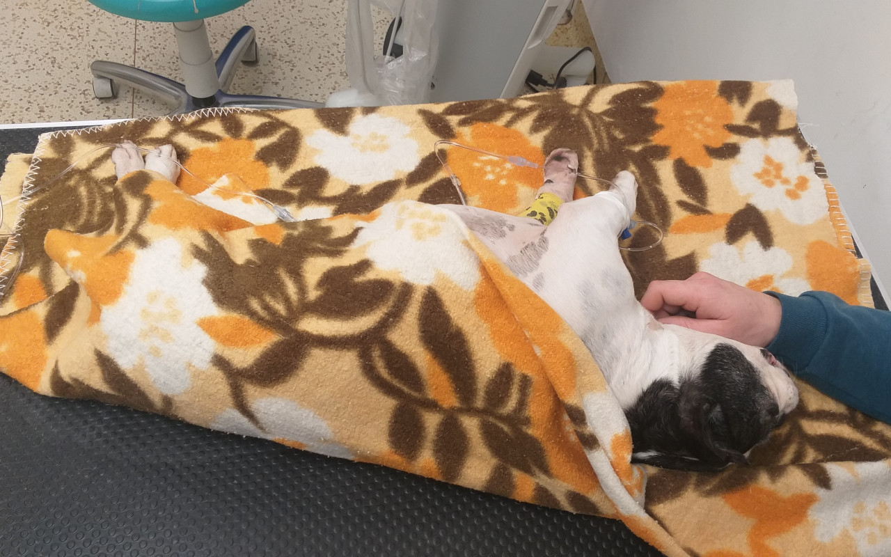Chemoterapie pro Kuki