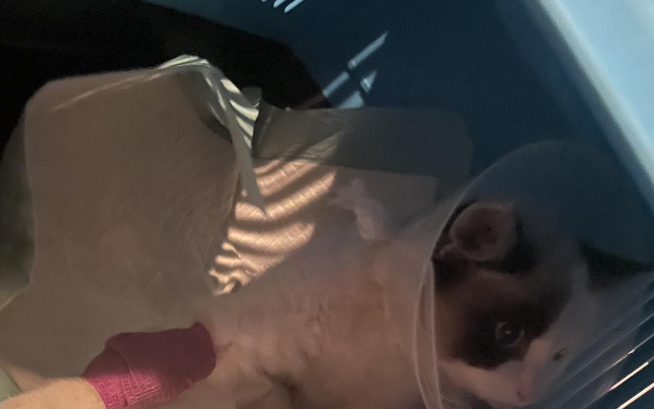 Přispěli jste na veterinární ošetření kočičky Dolly
