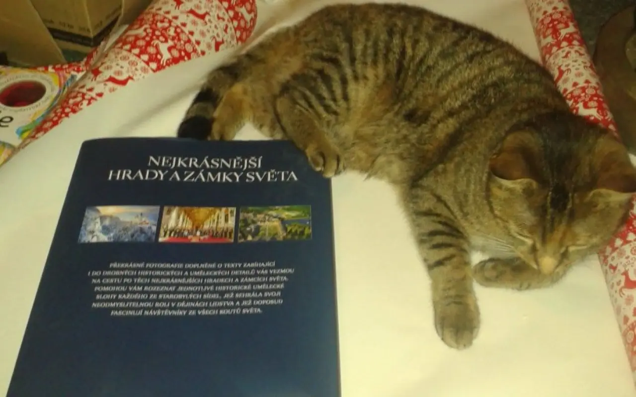 Pomozte kočičce Líze porazit lymfom!