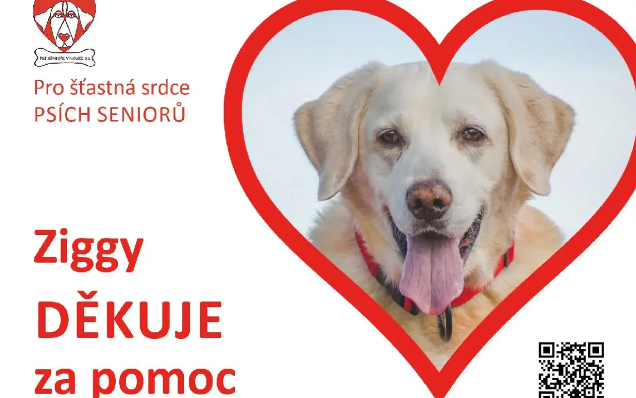 Pomoc opuštěným psím stařečkům