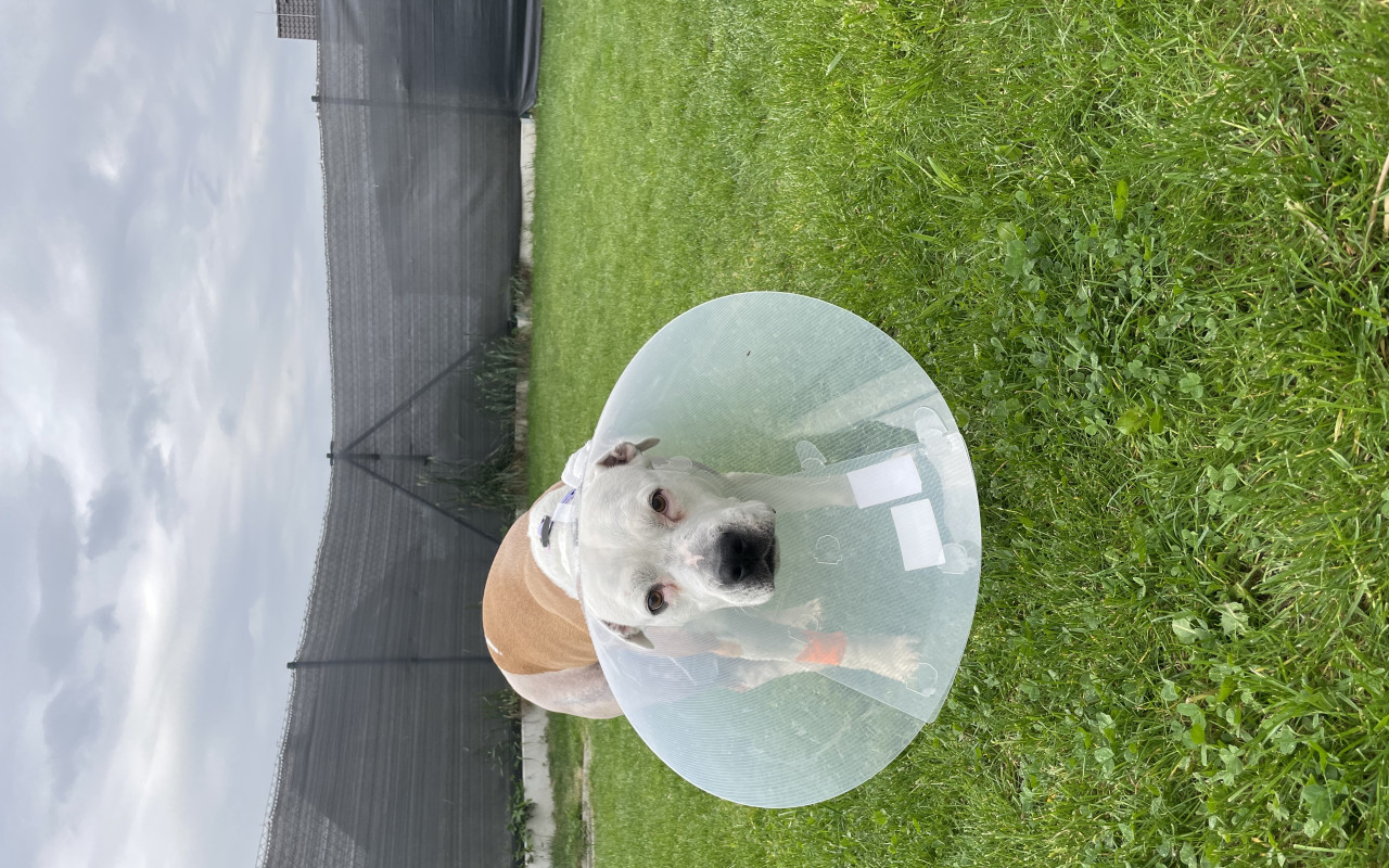 Pomohli jste Tinušce zase běhat